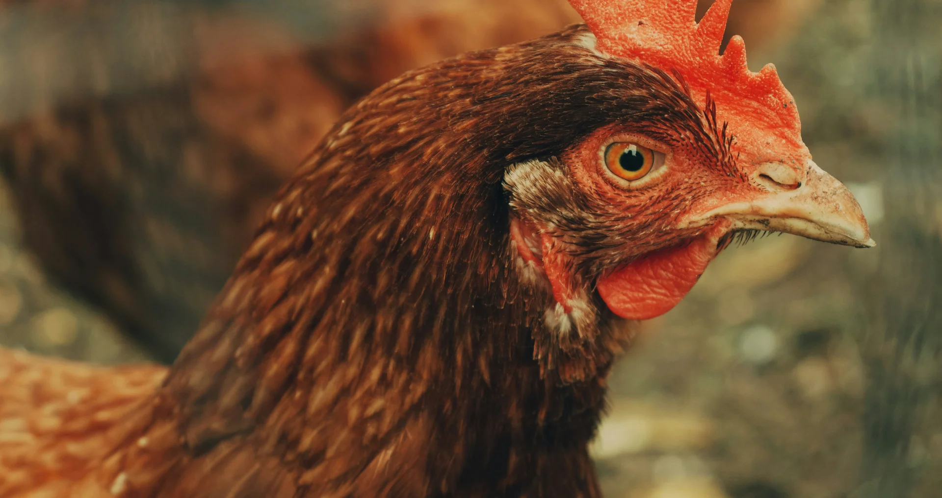 Bruine hen gefotografeerd met tiltshift-lens in close-up