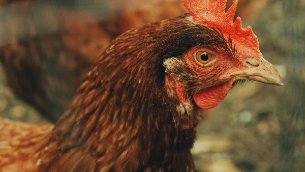 Bruine hen gefotografeerd met tiltshift-lens in close-up