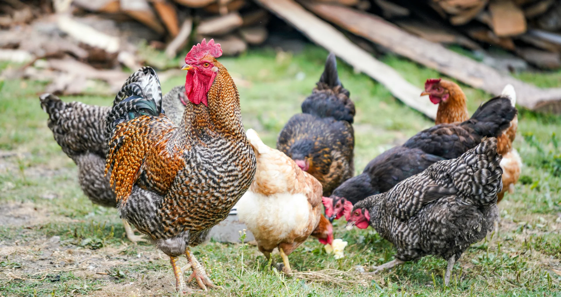 Rooster met rode kuif en zwarte veren in zijprofiel.