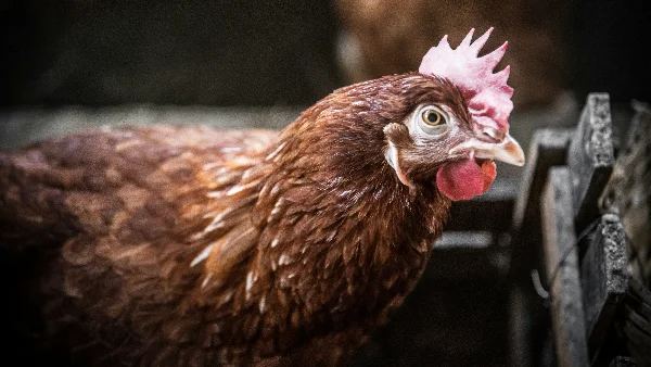 Oudere rode en bruine kip op een landbouwboerderij.