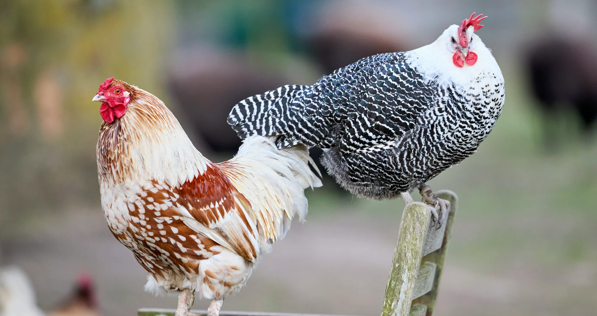 Bruine en witte haan en zwart-witte hen op houten bankje buiten.