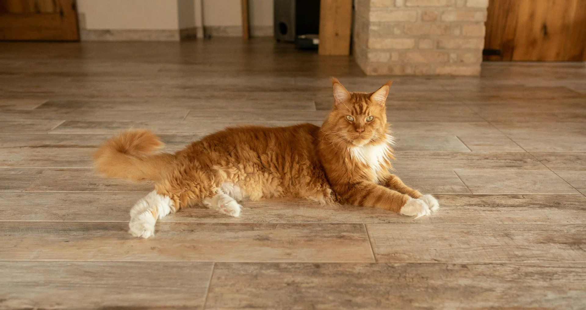 Oranje-wit kat liggend op tegelvloer in appartement.