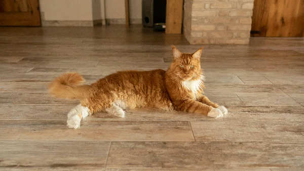 Oranje-wit kat liggend op tegelvloer in appartement.