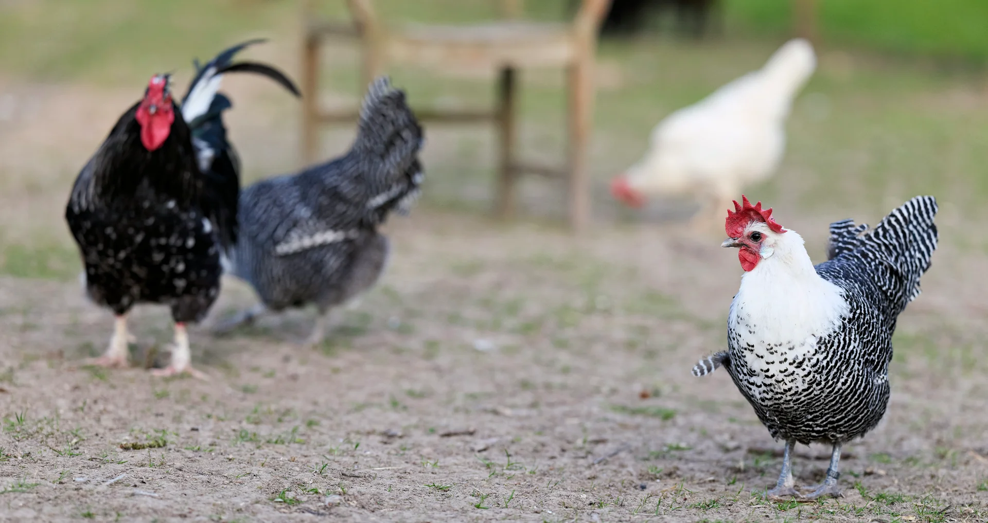Kippen scharrelen op een boerderijterrein in natuurlijk daglicht