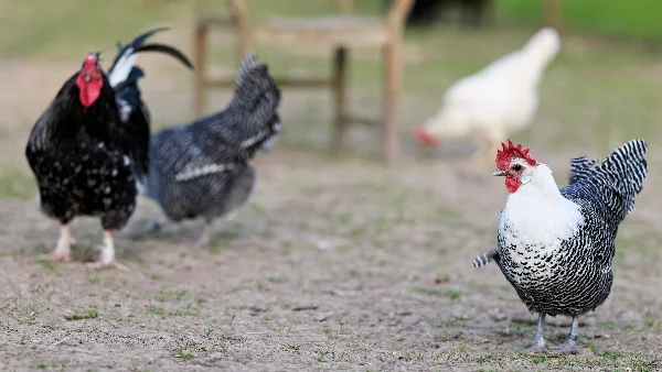 Kippen scharrelen op een boerderijterrein in natuurlijk daglicht