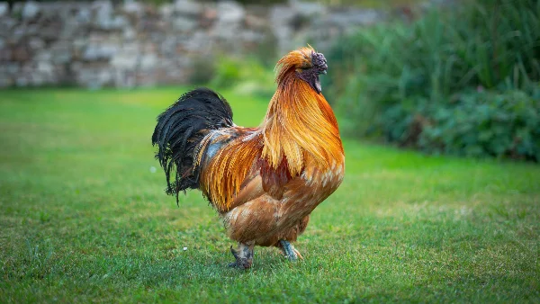 Zijdehoen loopt over gras