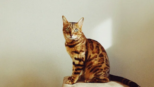 Bengal kat met gevlekte/gestreepte vacht, alert kijkend naar camera.