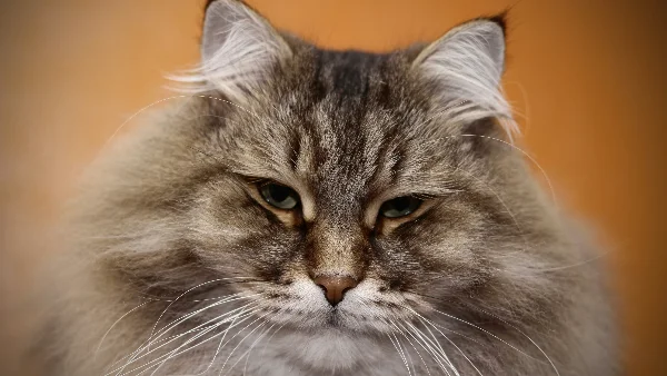 Britse Korthaar kat kijkt recht in camera met kalme blik.
