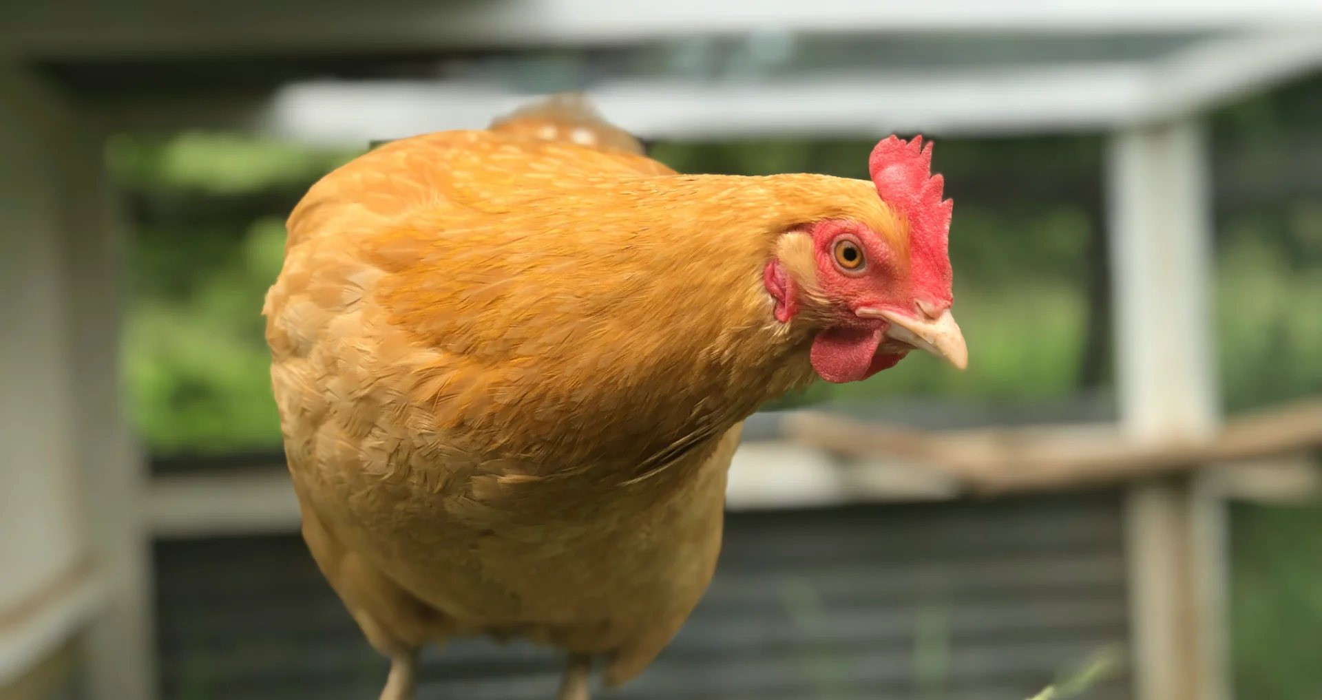 Gouden kip in kippenhok met aandacht voor licht