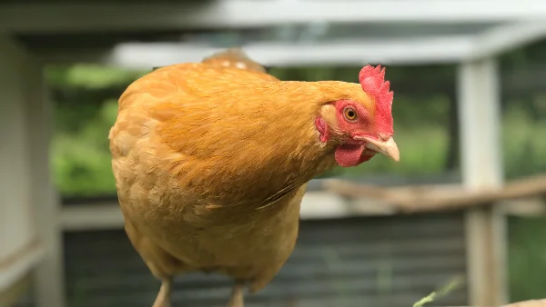 Gouden kip in kippenhok met aandacht voor licht