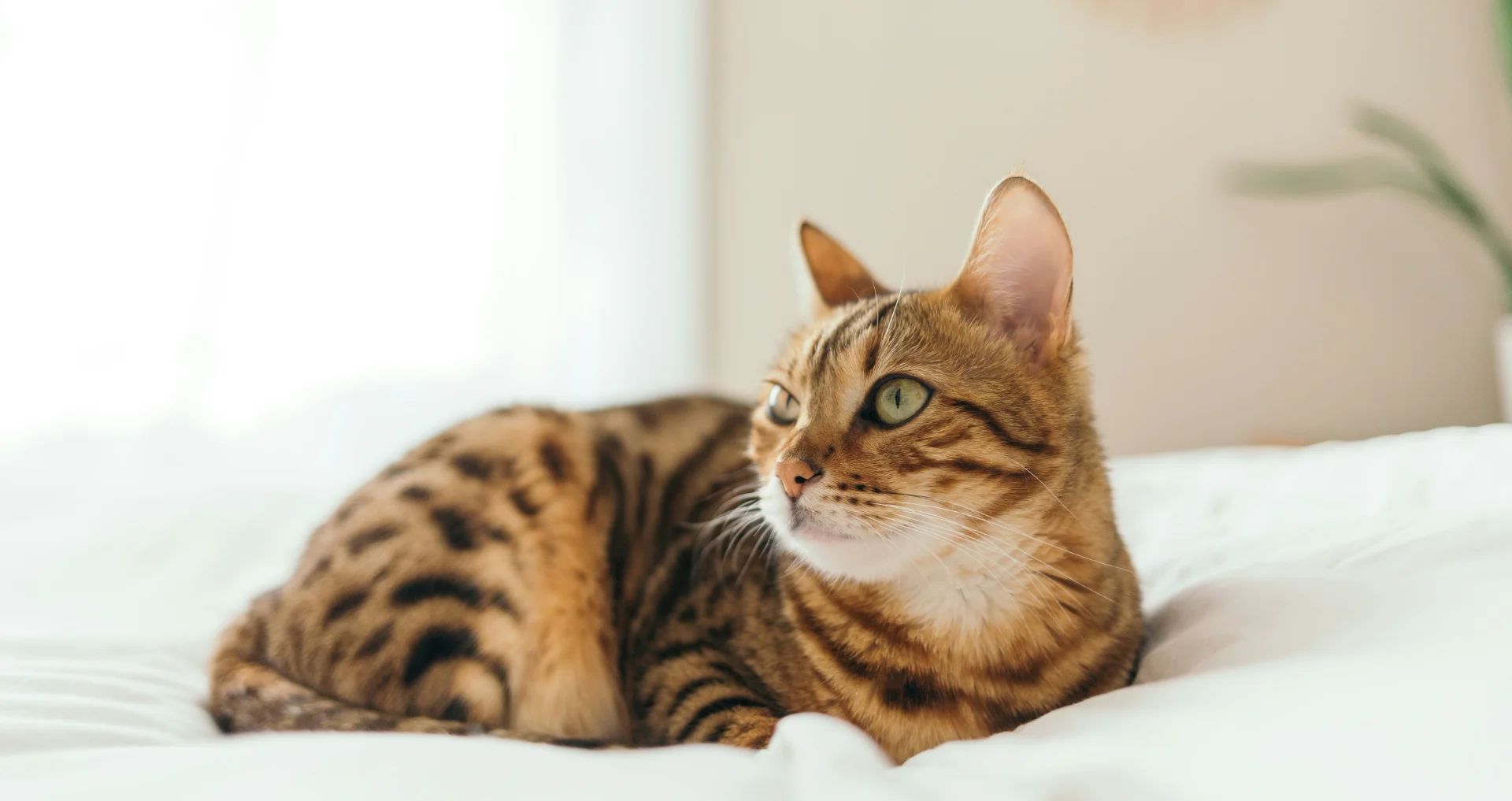 Bruine gestreepte kat rustend op een kussen