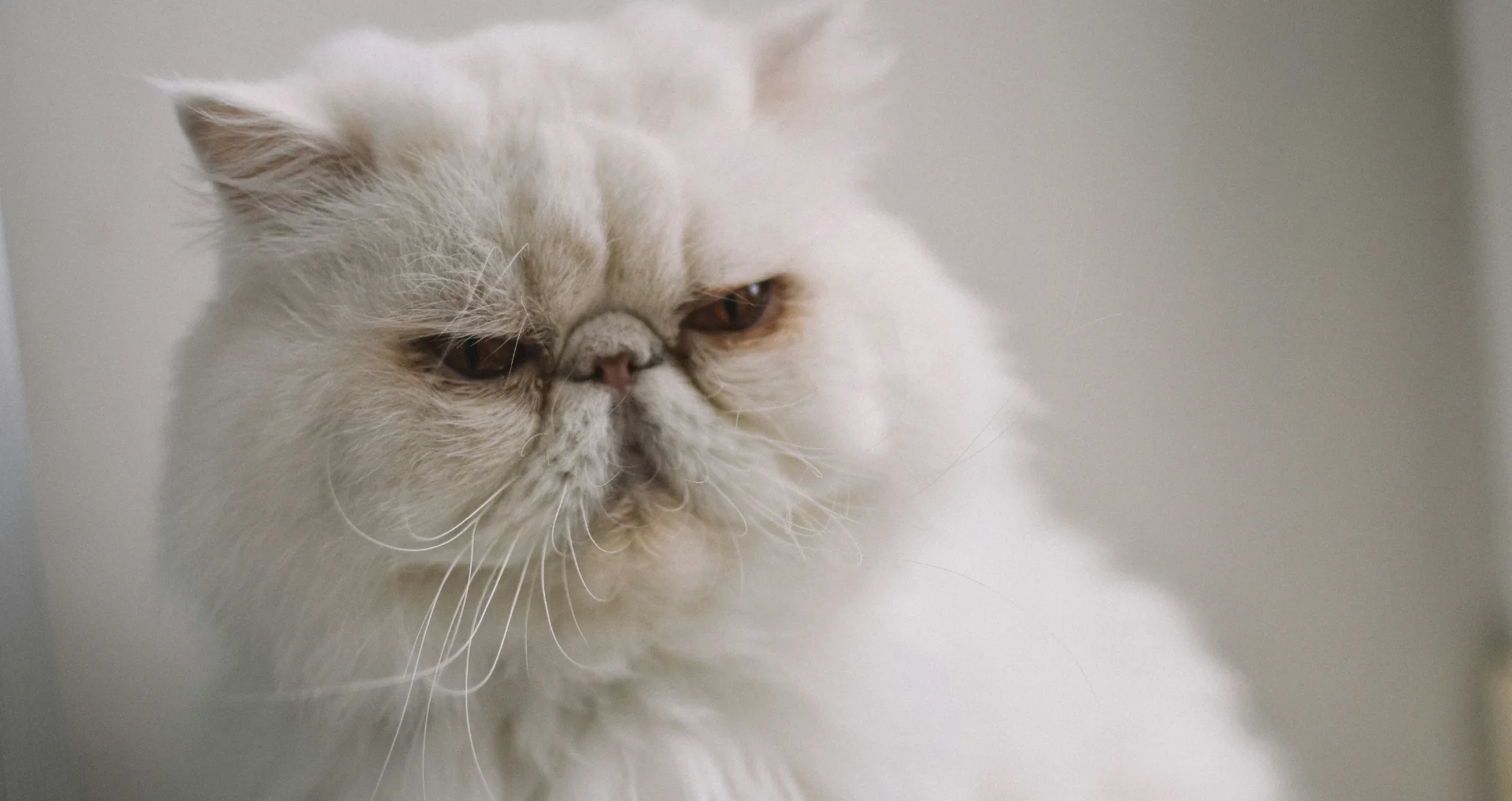 Witte Perzische kat kijkt vooruit