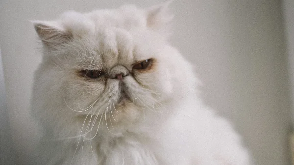 Witte Perzische kat kijkt vooruit
