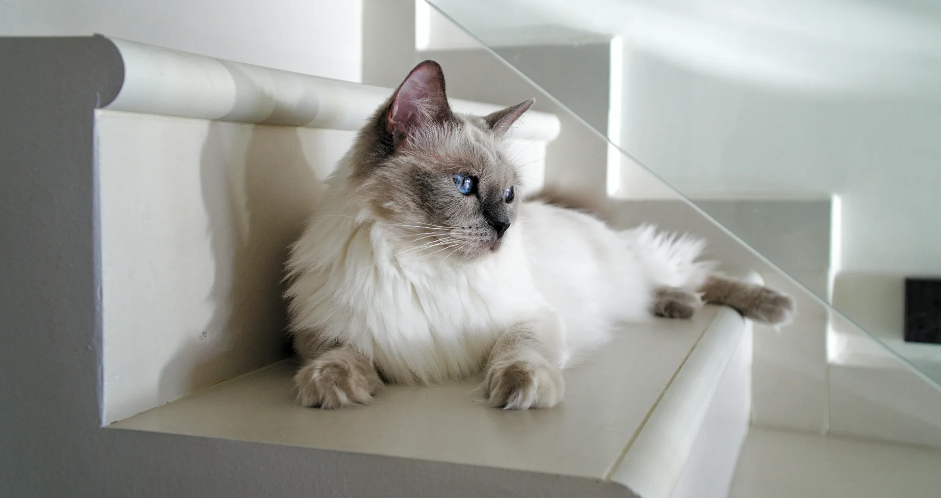 Witte Ragdoll-kat met lange vacht liggend op witte trap.