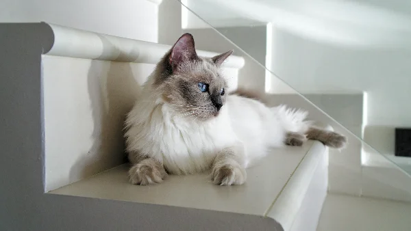 Witte Ragdoll-kat met lange vacht liggend op witte trap.