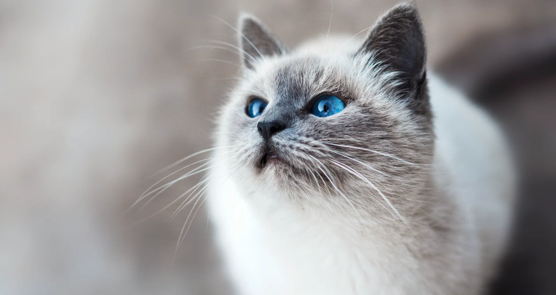 Siamese kat met blauwe ogen kijkt geschrokken opzij naar camera