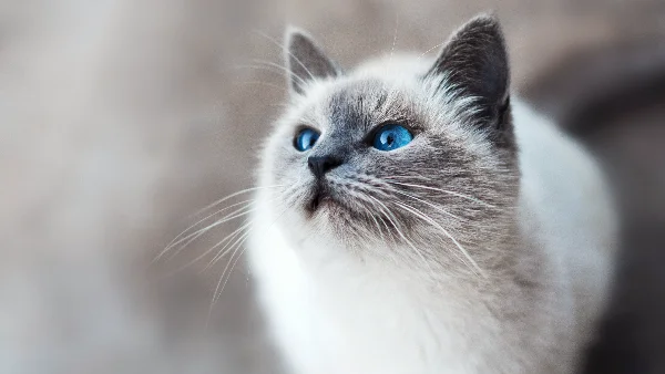 Siamese kat met blauwe ogen kijkt geschrokken opzij naar camera