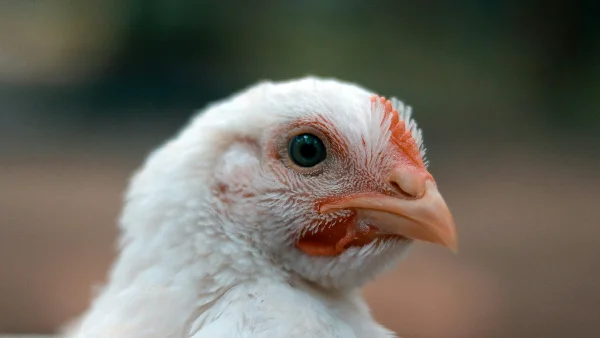 Witte hen op stro, jong kippenras met onregelmatige eilegcyclus weergegeven.