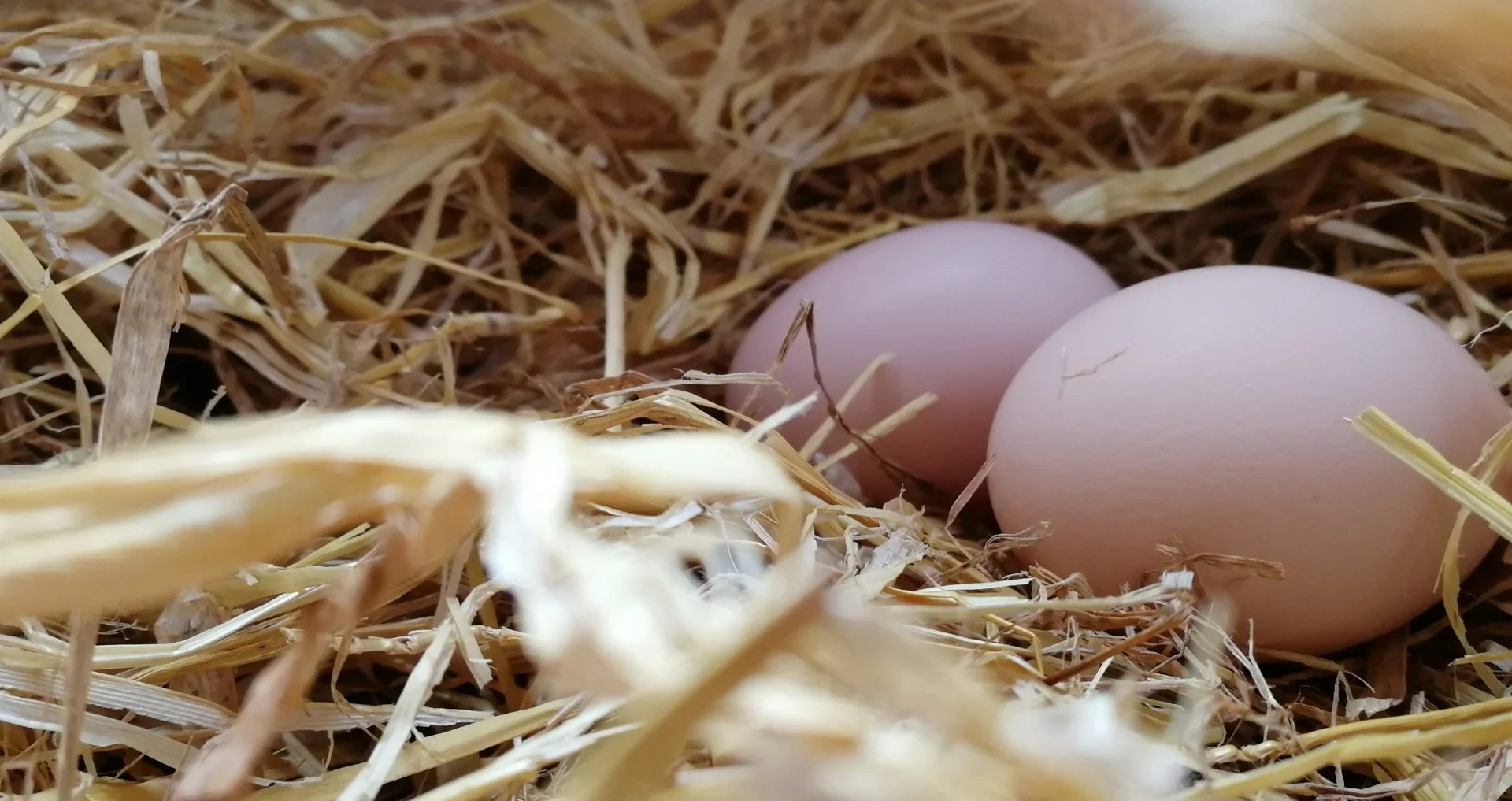 Twee eieren gelegd door kippen in een nest