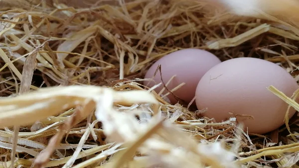 Twee eieren gelegd door kippen in een nest