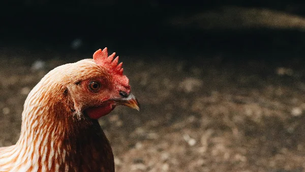 Kip met zachte eierschaal tegen neutrale achtergrond