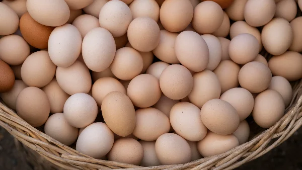 Kleine verse kippen-eieren in een rieten mand