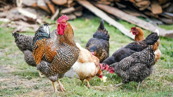 Rooster staat in het ochtendlicht op een boerderij.
