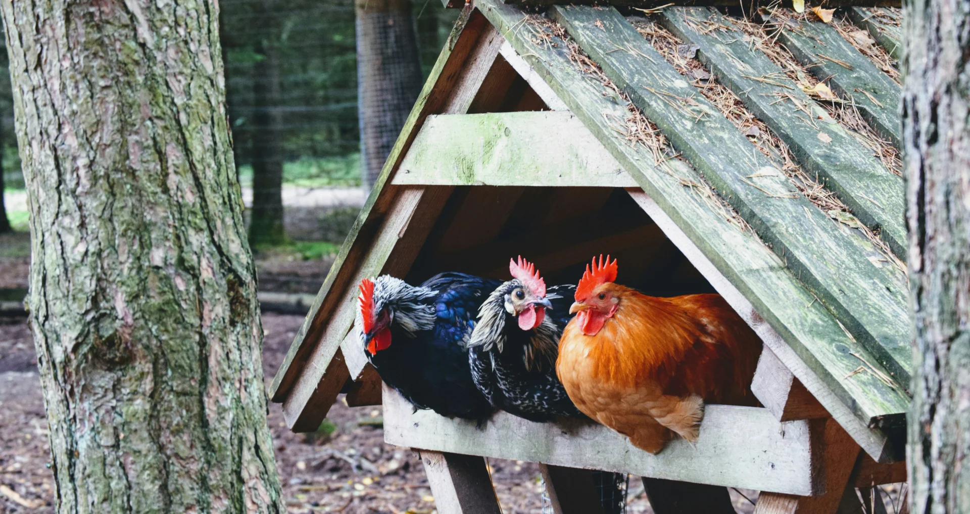 Hanen en kippen zoeken 's nachts bescherming en warmte op in hun legnesten. Dit gedrag is diep ingeworteld in hun natuurlijke instincten.