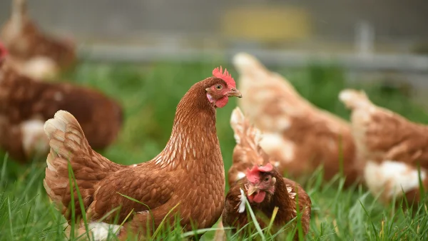 Bruine hen op groen gras overdag leggen eieren stress verhuizing