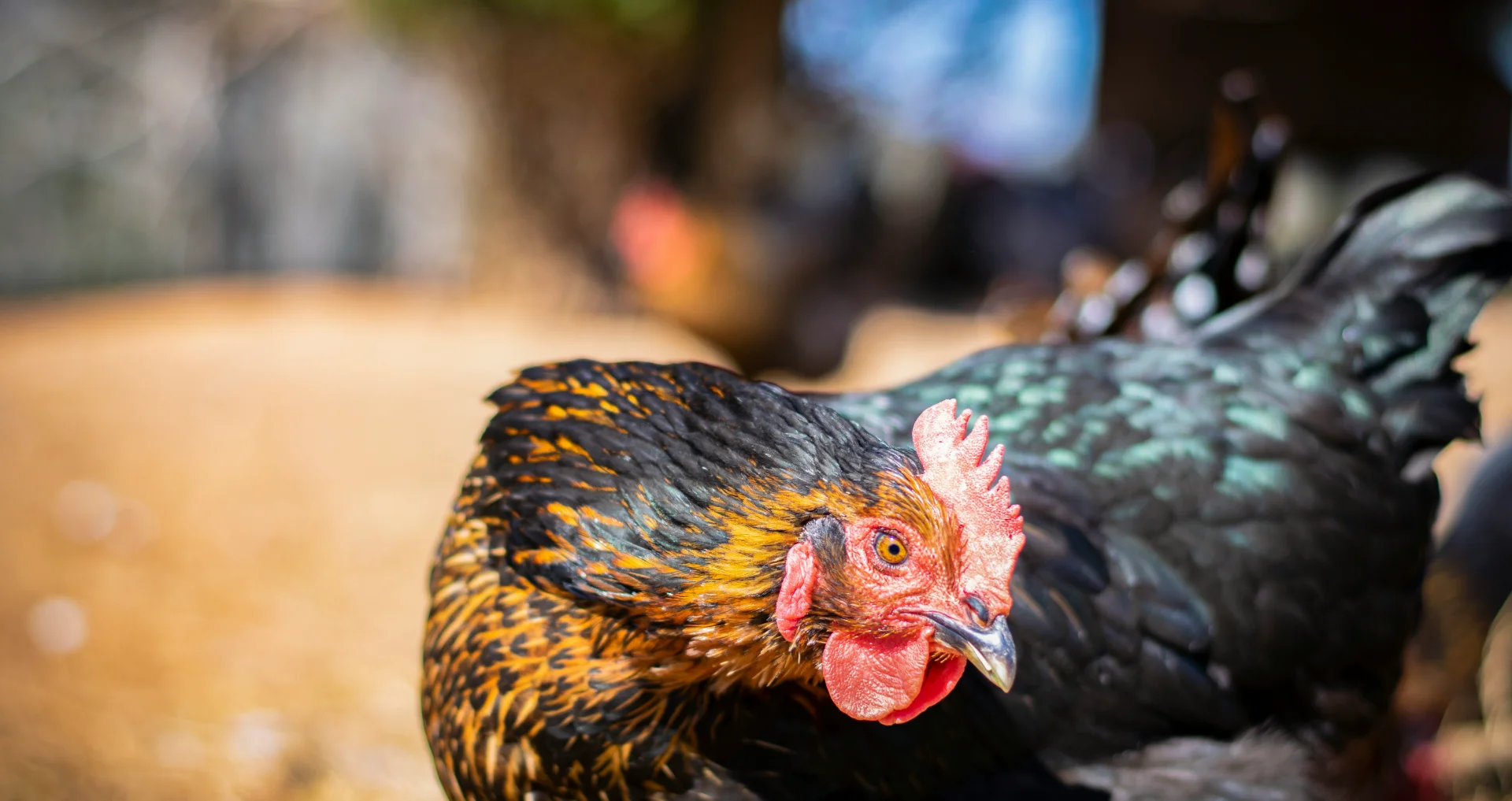 Roodbruine hen in fokkerij voor eierproductie.