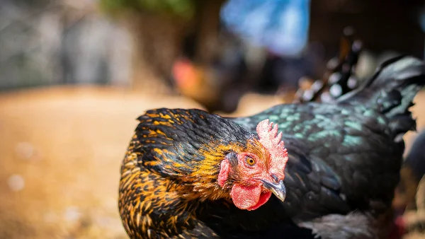 Roodbruine hen in fokkerij voor eierproductie.