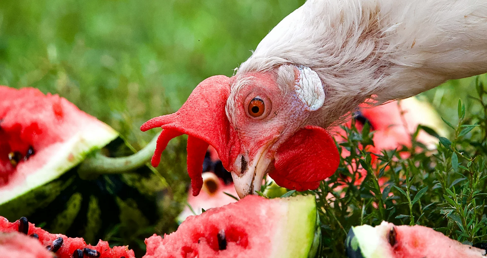 Witte haan eet een stuk watermeloen als snack