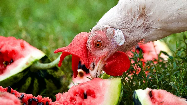 Witte haan eet een stuk watermeloen als snack