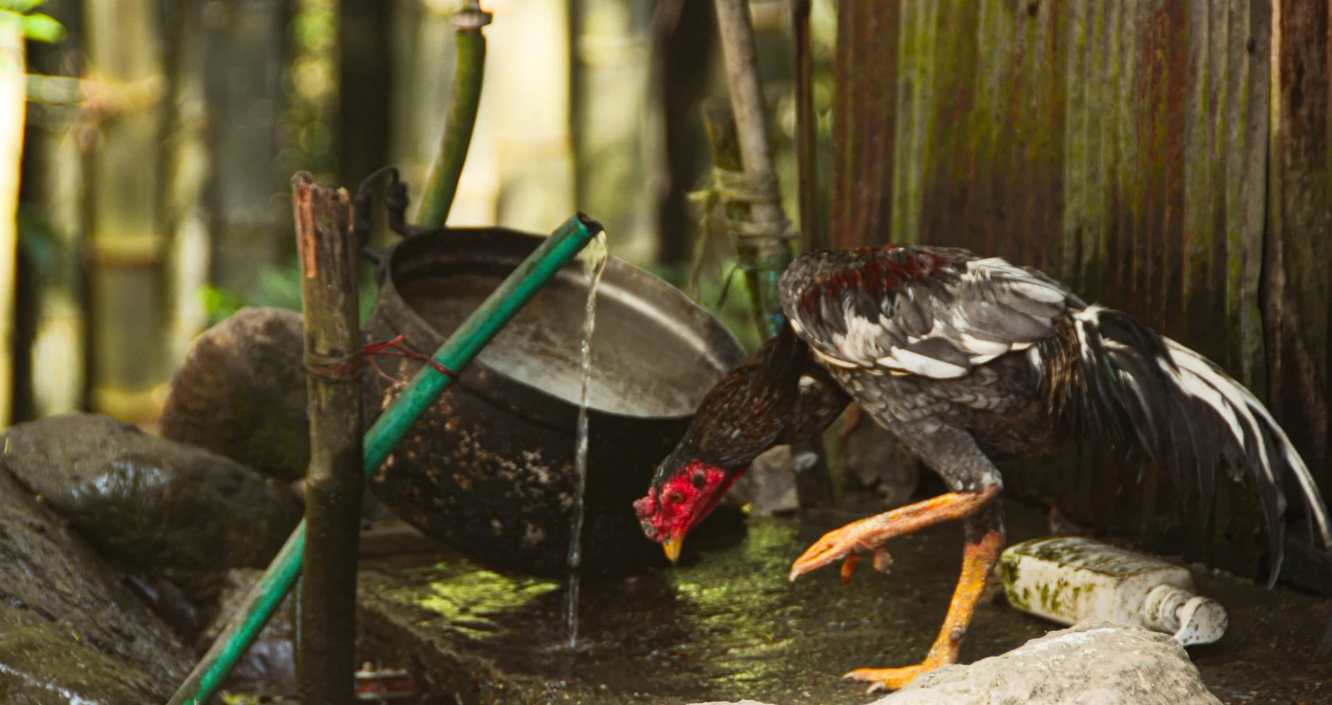 Kip drinkt water tijdens warm weer op houten stok