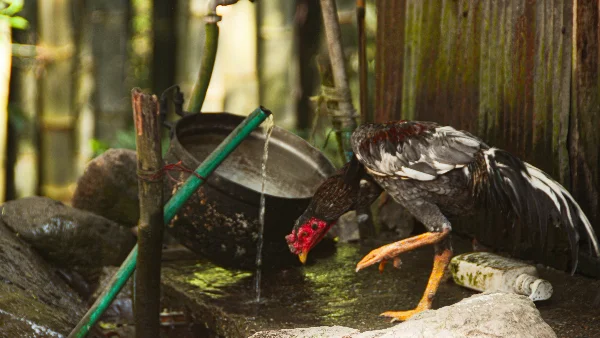 Kip drinkt water tijdens warm weer op houten stok