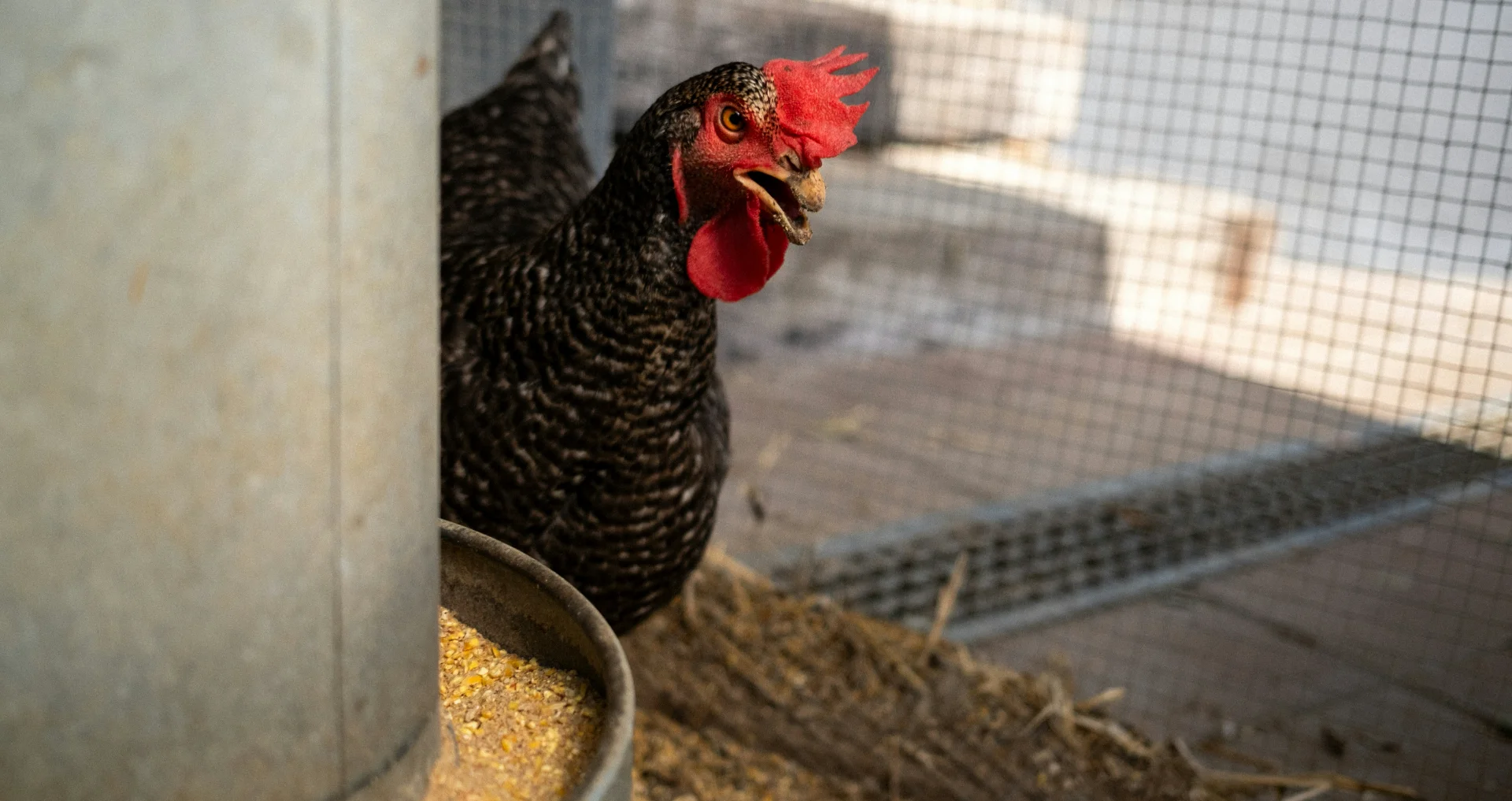 Kip in kooi op boerderij die eet voeding voor herstel.