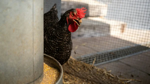 Kip in kooi op boerderij die eet voeding voor herstel.