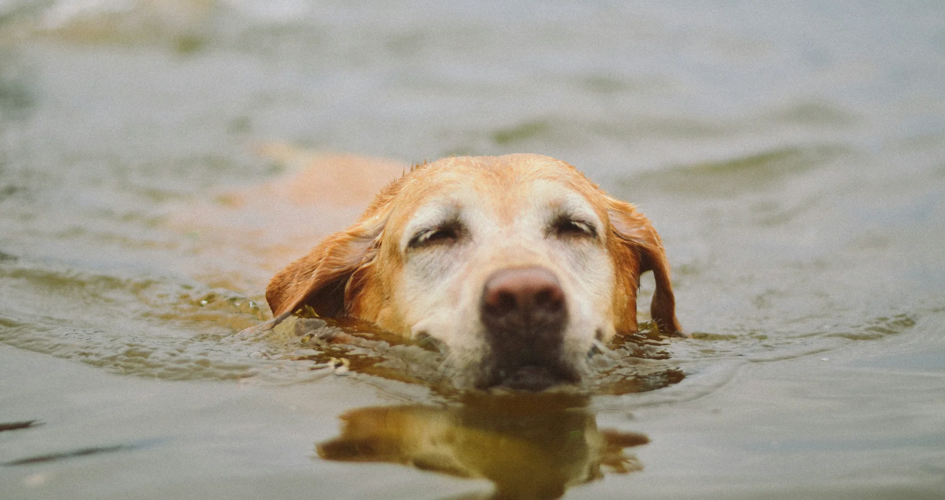 Hond staat aan de rand van een plas met een groenige drijflaag op het water