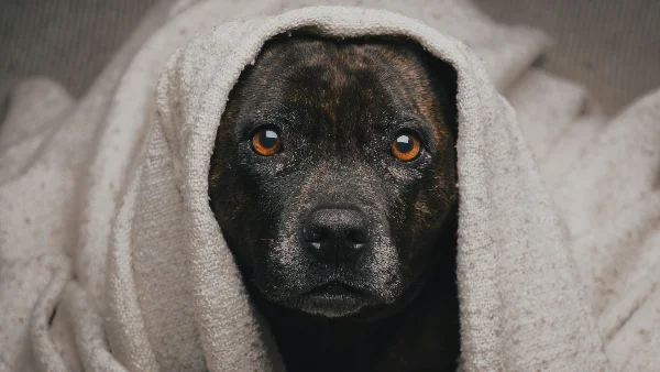 Hond ligt onrustig bij het raam terwijl er een onweersbui nadert