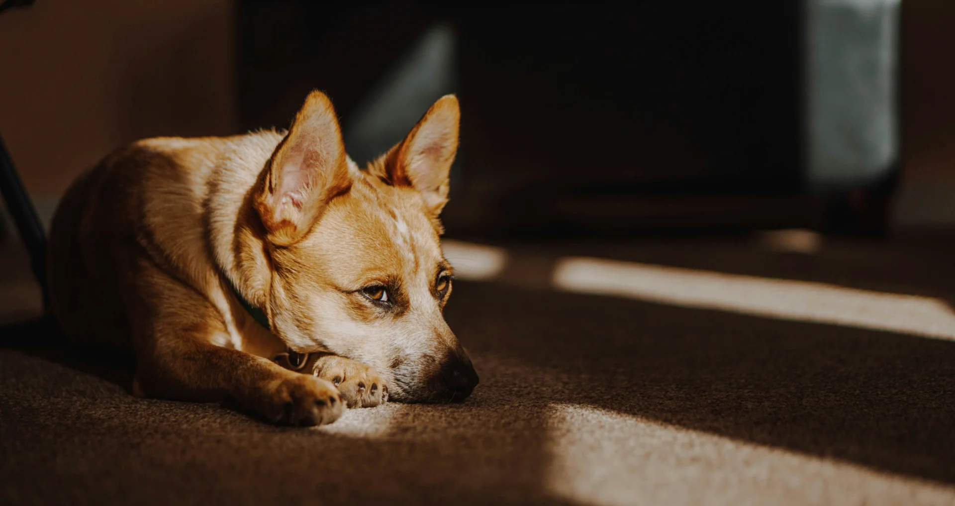 Hond ligt weggekropen onder een tafel tijdens vuurwerk buiten
