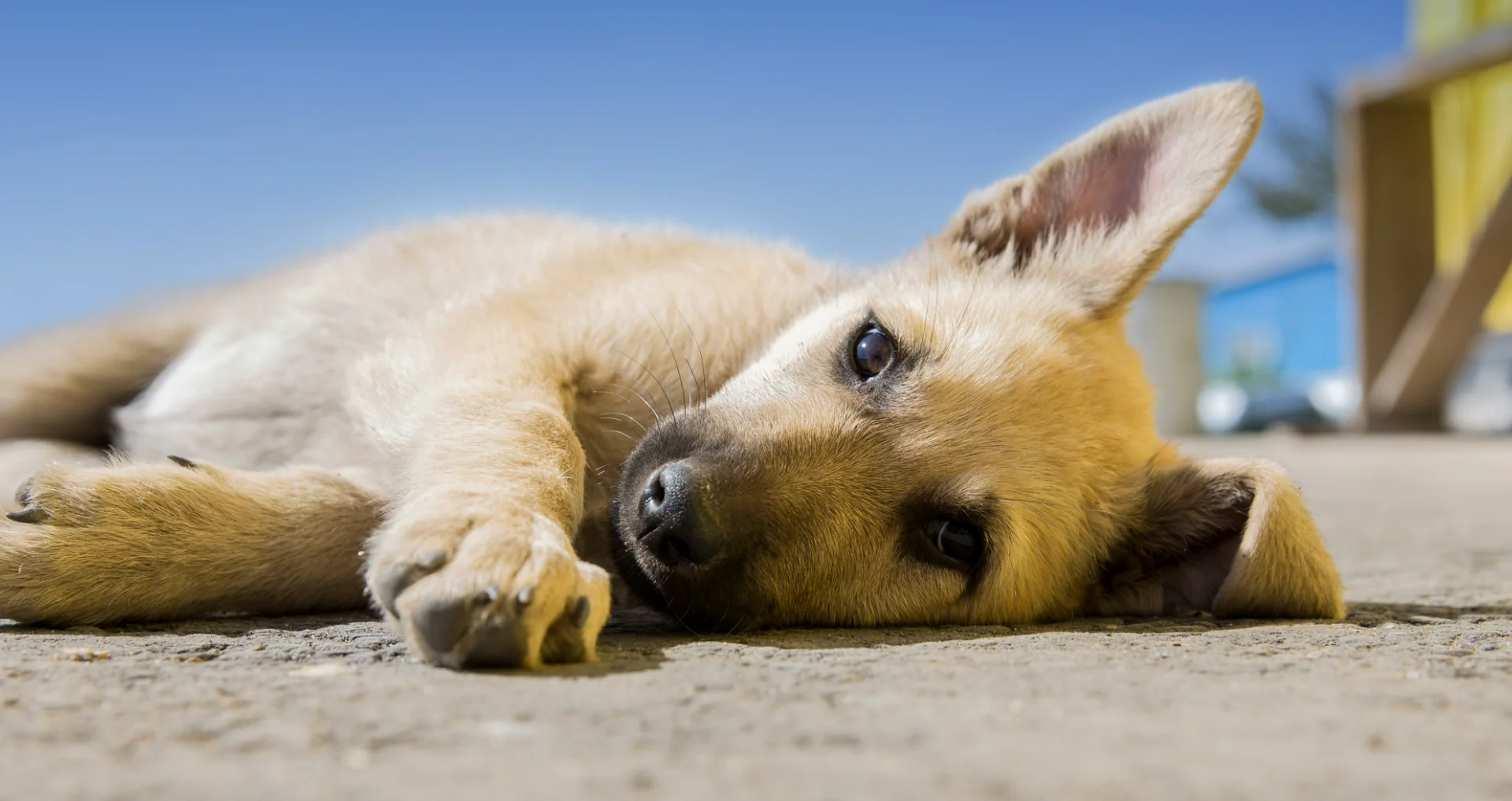 Hond ligt in de schaduw met een bak water binnen handbereik op een warme dag