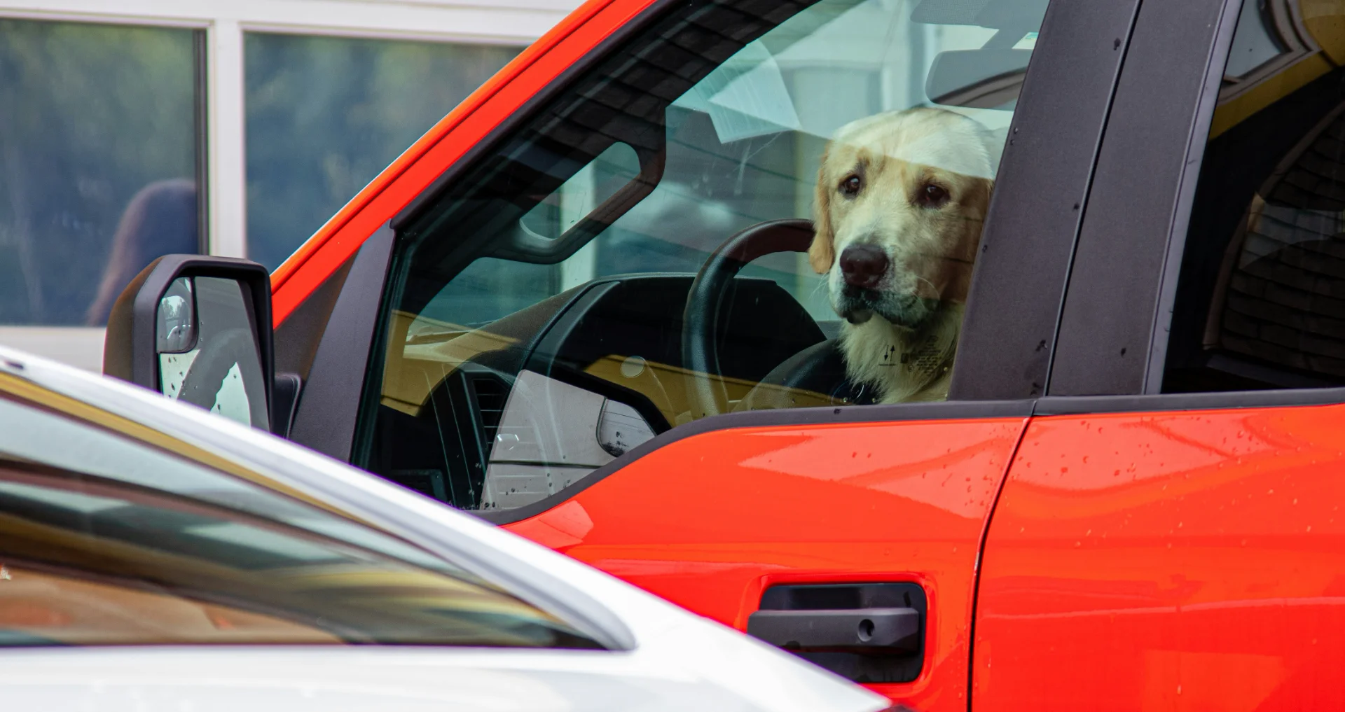 Hond kijkt uit het raam van een geparkeerde auto in de zon.