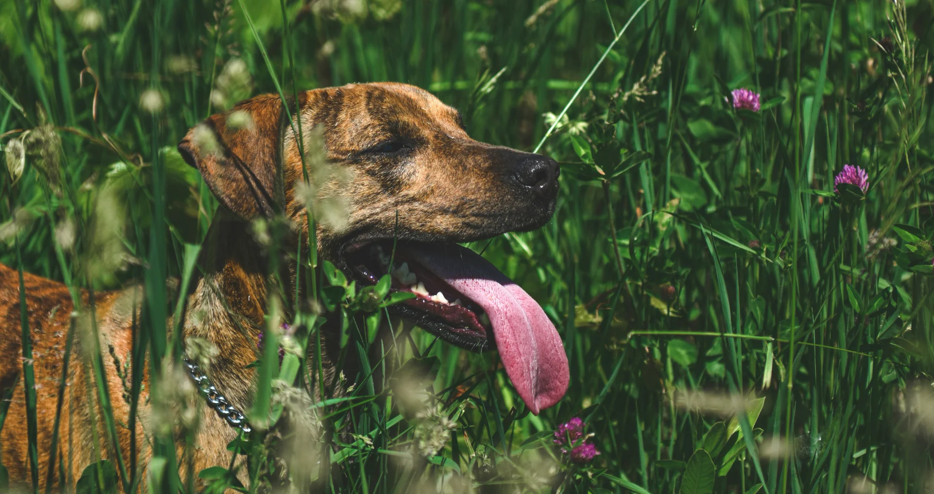 Hond hijgt zwaar in de zon, een van de eerste signalen van oververhitting