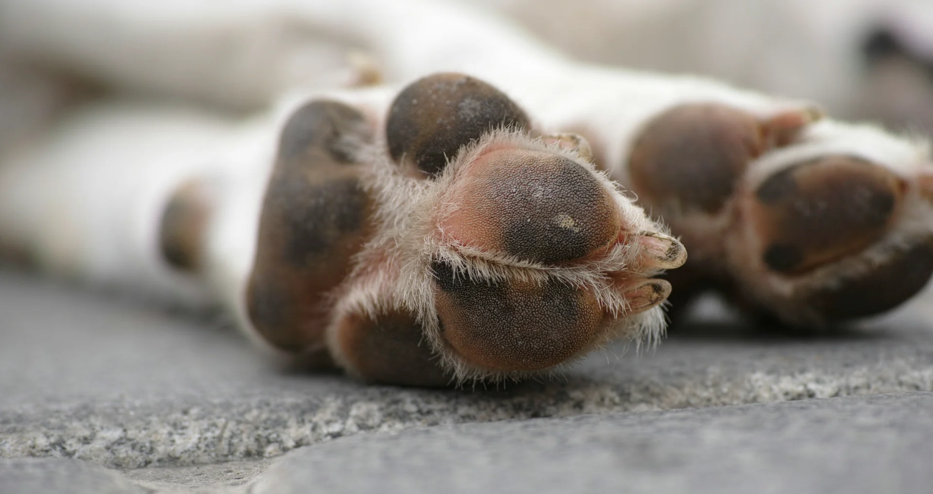 Voetzool van een hond wordt gecontroleerd na een wandeling op warm asfalt